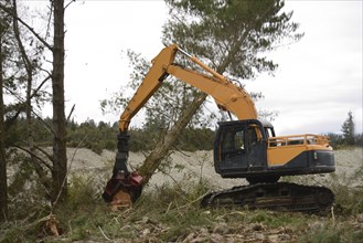 A Pinus radiata tree is felled by an autocutter at a milling site in exotic forest on the West