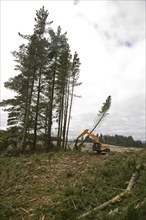 A Pinus radiata tree is felled by an autocutter at a milling site in exotic forest on the West