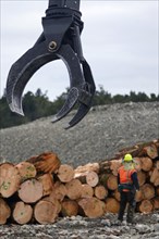 A giant claw reaches out for more logs at a milling site in exotic forest on the West Coast, New