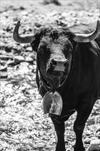 Young bull with cowbell, alpine meadow near Grimentz, black and white photograph, Val d'Anniviers,