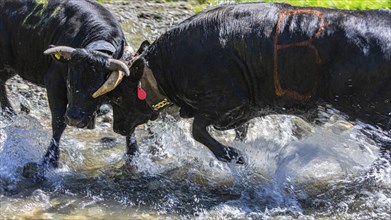 Young bulls fighting each other, alpine meadow near Grimentz, Val d'Anniviers, Valais Alps, Canton