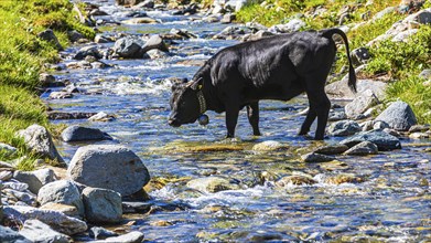 Young bull standing in a small stream, alpine meadow near Grimentz, Val d'Anniviers, Valais Alps,