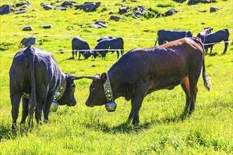 Young bulls stand ready to fight, Alpine meadow near Grimentz, Val d'Anniviers, Valais Alps, Canton