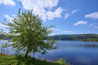 Schluchsee surrounded by green trees and a clear blue sky in the background, Schluchsee surrounded