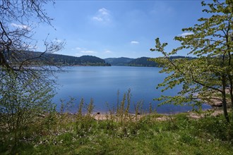 Schluchsee surrounded by green trees and a clear blue sky in the background, spring, Schluchsee,