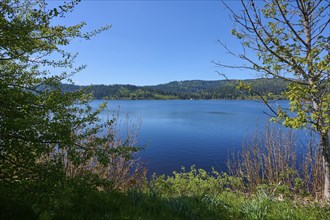 Schluchsee surrounded by green trees and a clear blue sky in the background, spring, Schluchsee,