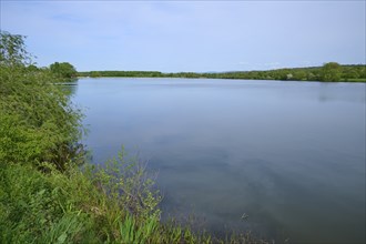 Tranquil landscape with a lake and trees under a clear sky, Kinzigsee, Langenselbold, Hanau, Hesse,