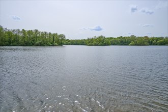 A peaceful lake surrounded by trees, with clear water and blue sky in spring, Kinzigaue, Erlensee,