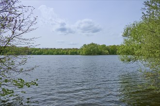 A peaceful lake surrounded by trees, with clear water and blue sky in spring, Kinzigaue, Erlensee,