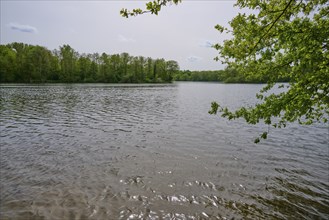 A peaceful lake surrounded by trees, with clear water and blue sky in spring, Kinzigaue, Erlensee,