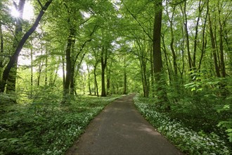 A shady forest path with wild garlic surrounded by green trees conveys peace and springtime