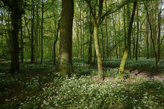 Light-flooded forest with green leaves and blooming wild garlic on the forest floor in spring,