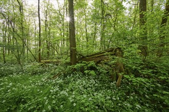 Light-flooded forest with green leaves and blooming wild garlic on the forest floor in spring,