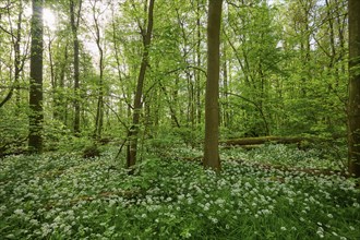 Light-flooded forest with green leaves and blooming wild garlic on the forest floor in spring,