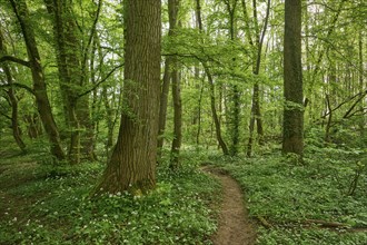 A quiet path surrounded by green trees and blooming flowers on a sunny spring day, Kinzigaue,