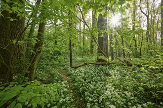 Light-flooded forest with green leaves and blooming wild garlic on the forest floor in spring,