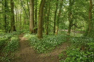 A forest path forked with wild garlic and surrounded by green trees conveys peace and spring