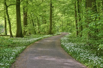 A shady forest path with wild garlic surrounded by green trees conveys peace and springtime