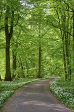 A shady forest path with wild garlic surrounded by green trees conveys peace and springtime