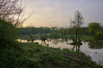 A quiet swamp at sunrise, surrounded by trees and fog, Erlensee, Hanau, Hesse, Germany, Europe