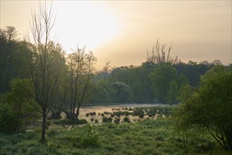 A quiet swamp at sunrise, surrounded by trees and fog, Erlensee, Hanau, Hesse, Germany, Europe