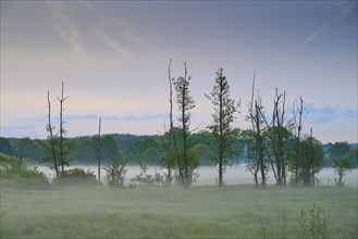 Foggy morning atmosphere in a meadow with bare trees and a peaceful forest in the background,