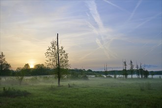 Peaceful landscape with trees and meadow in the fog at sunrise, Erlensee, Hanau, Hesse, Germany,