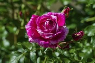 Close-up of a pink rose in full bloom surrounded by green leaves, Karlstadt, Main Spessart,