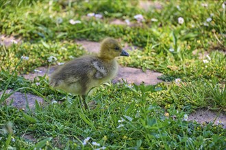 Canada goose (Branta canadensis), chicks in a meadow, Bavaria, Germany, Europe