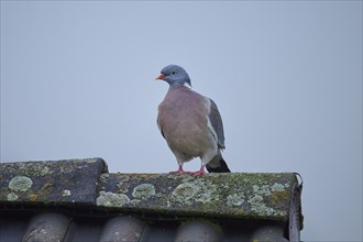 Common wood pigeon (Columba palumbus), sitting on a moss-covered roof under a grey sky,