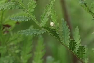 Crab spider, summer, Saxony, Germany, Europe