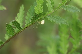 Crab spider, summer, Saxony, Germany, Europe