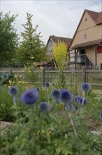 Farm garden in the Hohenlohe Open-Air Museum, half-timbered house, half-timbered house, mullein,