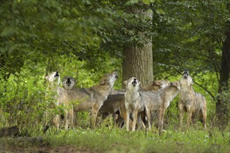 Wolf (Canis lupus), wolf pack standing and howling in a green forest area, summer, Germany, Europe