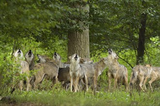 Wolf (Canis lupus), wolf pack standing and howling in a green forest area, summer, Germany, Europe