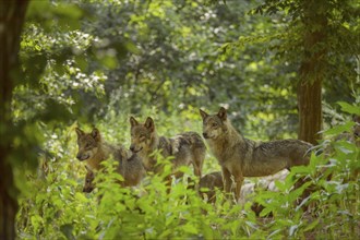 Wolf (Canis lupus), wolf pack standing in a green forest area, summer, Germany, Europe