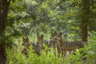 Wolf (Canis lupus), wolf pack standing in a green forest area, summer, Germany, Europe