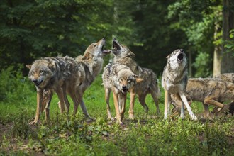 Wolf (Canis lupus), wolf pack standing and howling in a green forest area, summer, Germany, Europe