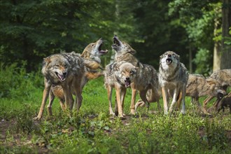 Wolf (Canis lupus), wolf pack standing and howling in a green forest area, summer, Germany, Europe