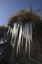 Icicles form on a small creek at Arthur's Pass in the Southern Alps, New Zealand, Oceania