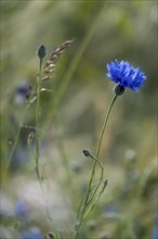 A blue cornflower grows in a field between grasses on a summer's day, Münsterland, North