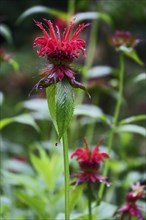 Golden balm (Monarda didyma), also known as Indian nettle or scarlet monard, with raindrops, North