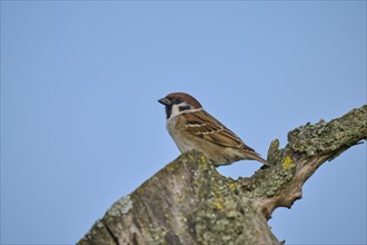 Eurasian tree sparrow (Passer montanus) on a tree stump, in spring, Mönchberg, Miltenberg,