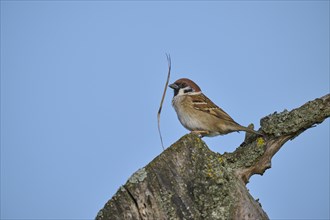 Eurasian tree sparrow (Passer montanus) building a nest in a tree hollow, in spring, Mönchberg,