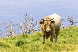 Cow in Green Meadow on Shore. Atlantic Ocean. Madeira, Portugal, Europe