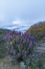 Pico do Arieiro. Mountains and Blue Pride of Madeira Flowers. Cloud Inversion. Portugal