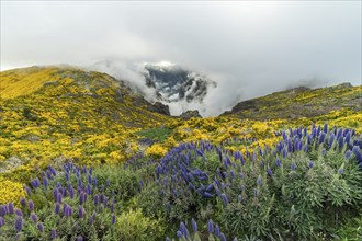 Pico do Arieiro. Blooming Yellow Mountains and Purple Pride of Madeira Flowers on Cloudy Day.