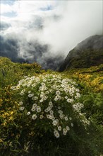 Chamomile Flowers on Mountain Slope and Clouds. Madeira, Portugal, Europe