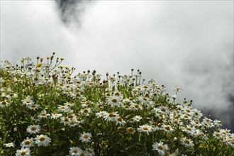 Chamomile Flowers on Mountain Slope and Fog. Madeira, Portugal, Europe