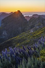 Pico do Arieiro. Mountains and Blue Pride of Madeira Flowers at Sunset. Cloud Inversion. Portugal